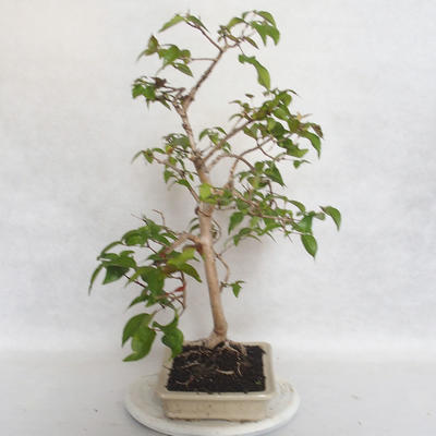 Indoor Bonsai - Australische Kirsche - Eugenia uniflora - 3