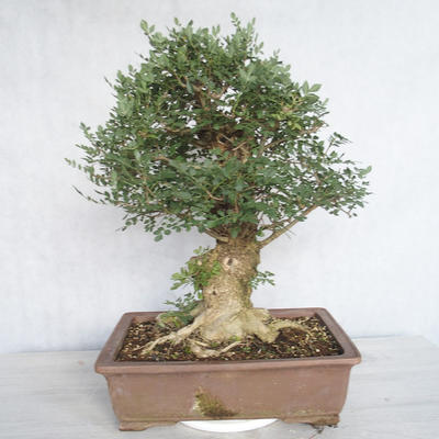 Innenbonsai - Fraxinus angustifolia - Innenasche - 3