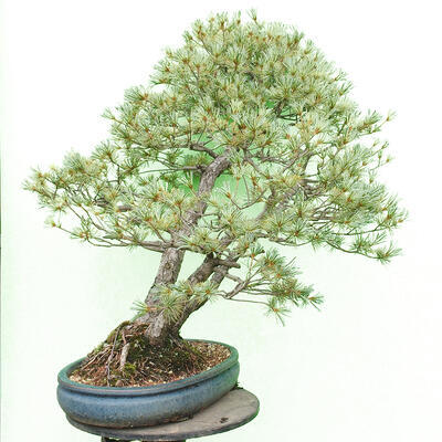 Bonsai im Freien - Pinus parviflora - kleinblumige Kiefer - 3