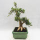 Innenbonsai - Buxus harlandii - Korkbuchsbaum - 3/7