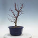 Outdoor-Bonsai - Ahorn palmatum DESHOJO - Ahorn palmate - 3/5