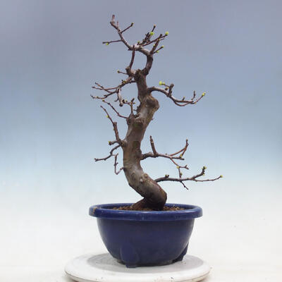 Outdoor bonsai - Pseudocydonia sinensis - Chinese quince - 3