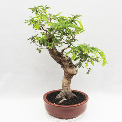 Indoor Bonsai -Phyllanthus Niruri- Smuteň - 3