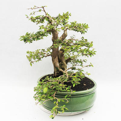 Indoor-Bonsai - Cudrania equisetifolia - 3
