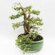 Indoor-Bonsai - Cudrania equisetifolia - 3/5