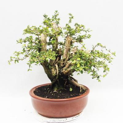 Indoor-Bonsai - Cudrania equisetifolia - 3