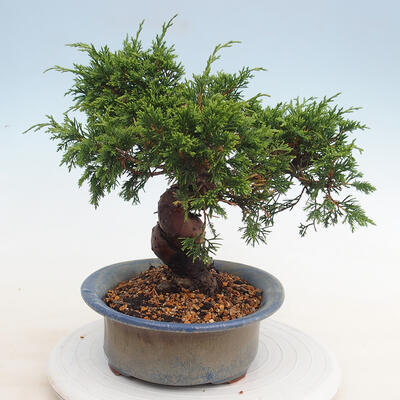 Outdoor-Bonsai - Juniperus chinensis Itoigawa - Chinesischer Wacholder - 3