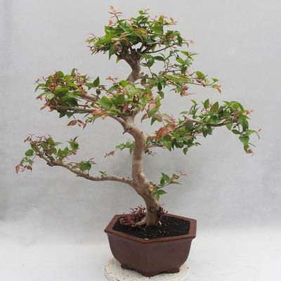 Zimmer Bonsai - Australische Kirsche - Eugenia uniflora - 3