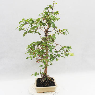 Indoor Bonsai - Australische Kirsche - Eugenia uniflora - 3