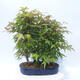 Acer palmatum - Ahorn - Hain - 3/5