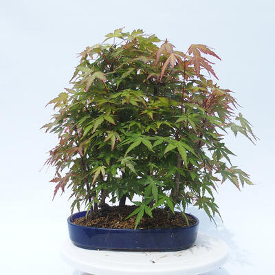 Acer palmatum - Ahorn - Hain - 3