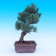 Outdoor-Bonsai -Borovice drobnokvětá - Pinus parviflora glauca - 3/7