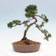 Outdoor-Bonsai - Juniperus chinensis Kishu - Chinesischer Wacholder - 3/4
