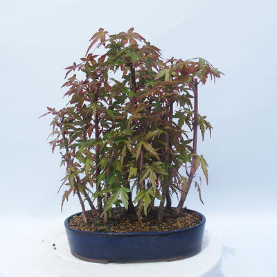 Acer palmatum - Ahorn - Hain - 3