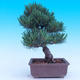 Outdoor-Bonsai -Borovice drobnokvětá - Pinus parviflora glauca - 3/7