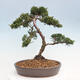 Outdoor-Bonsai - Juniperus chinensis Kishu - Chinesischer Wacholder - 3/4