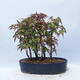 Acer palmatum - Ahorn - Hain - 3/5