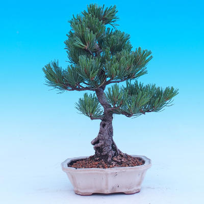 Outdoor-Bonsai -Borovice drobnokvětá - Pinus parviflora glauca - 3