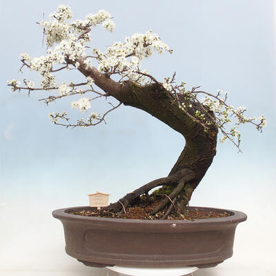 Bonsai im Freien - Prunus spinosa - Schlehe - 3
