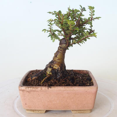 Outdoor-Bonsai - Ulmus parvifolia SAIGEN - Kleinblättrige Ulme - 3