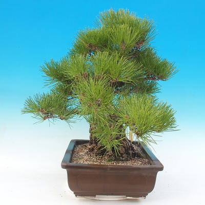 Bonsai im Freien - Pinus thunbergii - Thunbergova-Kiefer - 3