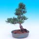 Outdoor-Bonsai -Borovice drobnokvětá - Pinus parviflora glauca - 3/6