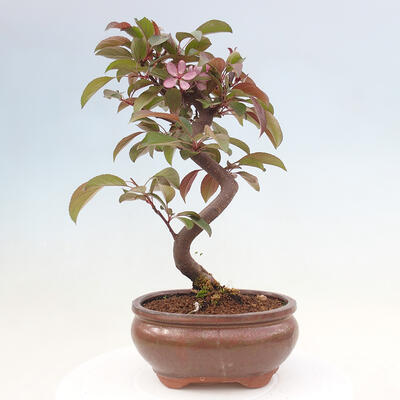 Freilandbonsai - Malus Domestica - Kleinfruchtiger rotblättriger Apfelbaum - 3