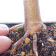Outdoor-Bonsai - Acer-Palme. Atropurpureum-Rotes Palmblatt - 3/6