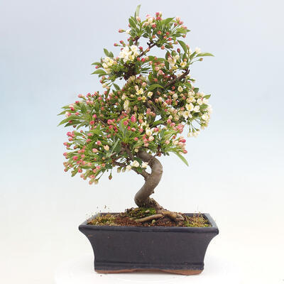 Freilandbonsai - Malus sargentii - Kleinfruchtiger Apfelbaum - 3