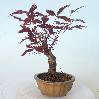 Outdoor-Bonsai - Acer-Palme. Atropurpureum-Rotes Palmblatt - 3