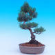 Outdoor-Bonsai -Borovice drobnokvětá - Pinus parviflora glauca - 3/6