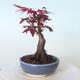 Outdoor-Bonsai - Acer-Palme. Atropurpureum-Rotes Palmblatt - 3/5