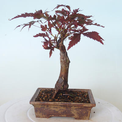 Outdoor-Bonsai - Acer-Palme. Atropurpureum-Rotes Palmblatt - 3