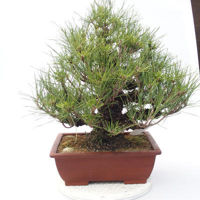 Pinus thunbergii Corticosa - Thunberg Kiefer - 3