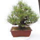 Pinus thunbergii Corticosa - Thunberg Kiefer - 3/5