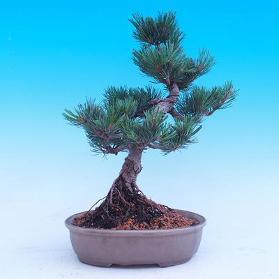 Outdoor-Bonsai -Borovice drobnokvětá - Pinus parviflora glauca - 3