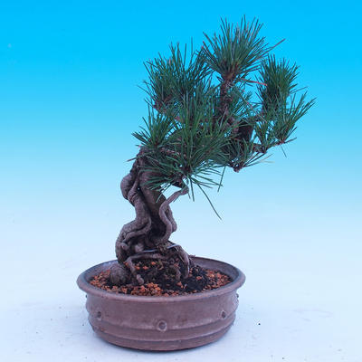 Outdoor-Bonsai -Borovice Thungergova - Pinus thunbergii - 3