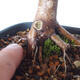 Outdoor-Bonsai - Ahorn palmatum DESHOJO - Ahorn palmate - 3/6