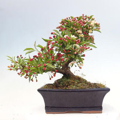 Freilandbonsai - Malus sargentii - Kleinfruchtiger Apfelbaum - 3