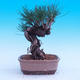 Outdoor-Bonsai -Borovice Thungergova - Pinus thunbergii - 3/5