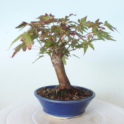 Outdoor-Bonsai - Ahorn palmatum sangokaku - Ahornpalmenblatt - 3