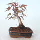 Outdoor-Bonsai - Ahorn palmatum DESHOJO - Ahorn palmate - 3/6