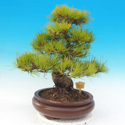 Bonsai im Freien - Pinus densiflora - rote Kiefer - 3