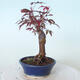 Outdoor-Bonsai - Acer-Palme. Atropurpureum-Rotes Palmblatt - 3/5