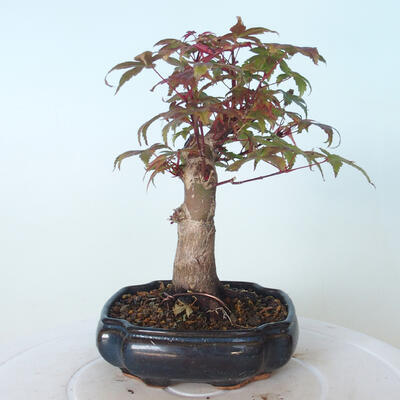 Outdoor-Bonsai - Ahorn palmatum DESHOJO - Ahorn palmate - 3