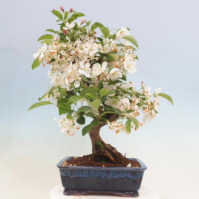 Bonsai im Freien - Malus halliana - Kleinfruchtiger Apfelbaum - 3