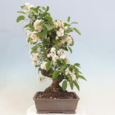 Bonsai im Freien - Malus halliana - Kleinfruchtiger Apfelbaum - 3