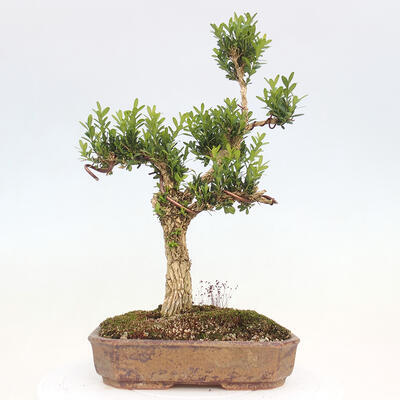 Zimmerbonsai - Buxus harlandii - Korkbuchsbaum - 3