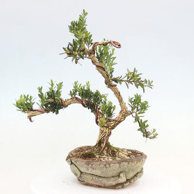 Zimmerbonsai - Buxus harlandii - Korkbuchsbaum - 3