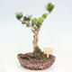 Zimmerbonsai - Buxus harlandii - Korkbuchsbaum - 3/6
